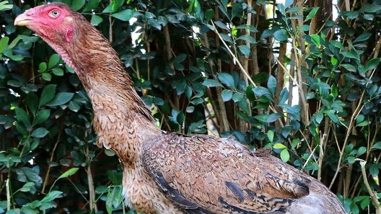galinha de 1 metro-indio gigante-betina de diamante (Foto: Divulgação)