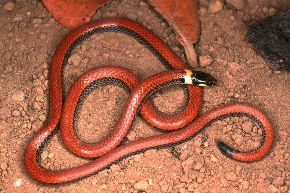 Biologo Brasileiro Reune Imagens De Todas As Cobras Ja Identificadas No Cerrado Natureza G1