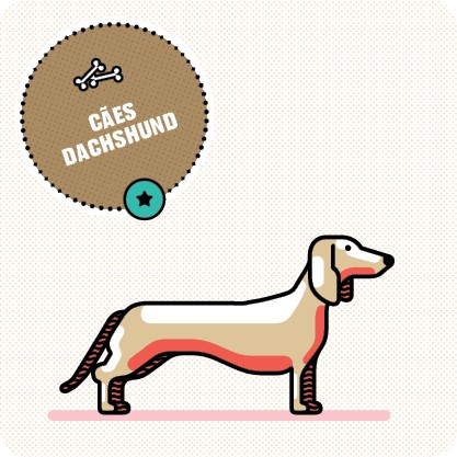 dachshund de pelo curto (Foto: galileu)
