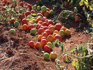 Tomates não serão colhidos em algumas plantações  (Foto: Reprodução/Tv Integração)