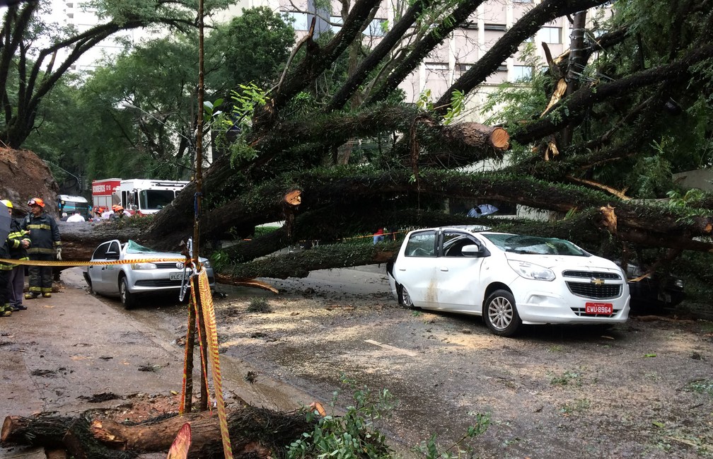 Três carros foram destruídos por queda de árvore na Rua Itapeva (Foto: Paulo Toledo Piza/G1)