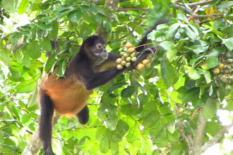 Macacos-aranha-de-Geoffroy no Panamá  procuram e comem frutas maduras o suficiente para serem fermentadas, contendo até 2% de etanol (Foto: Victoria Weaver/CSUN)