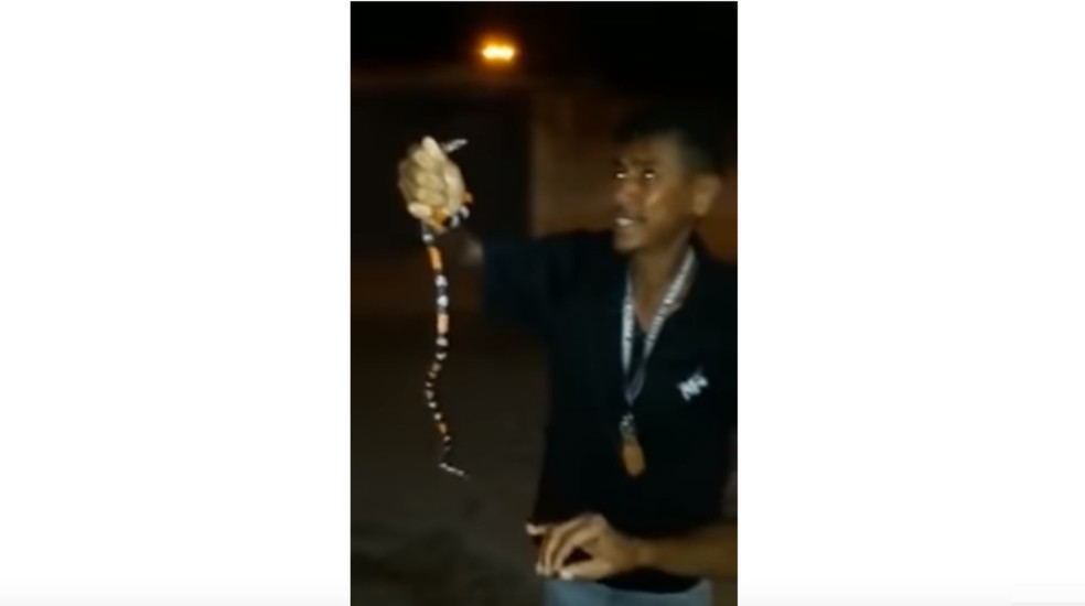 Homem morre após ser picado ao brincar com cobra coral na Bahia — Foto: Reprodução/YouTube