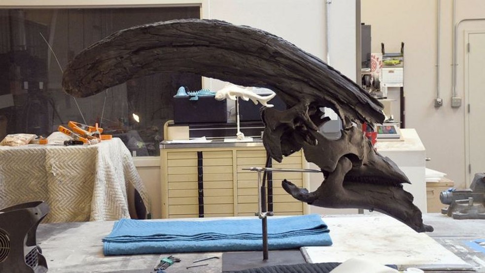 Os pesquisadores acreditam que o Parasaurolophus tubicen fosse capaz de emitir sons altos e imponentes  Foto: TOM WILLIAMSON via BBC