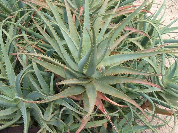 Babosa - Aloe vera (Foto: Wikimedia Commons / Creative Commons)