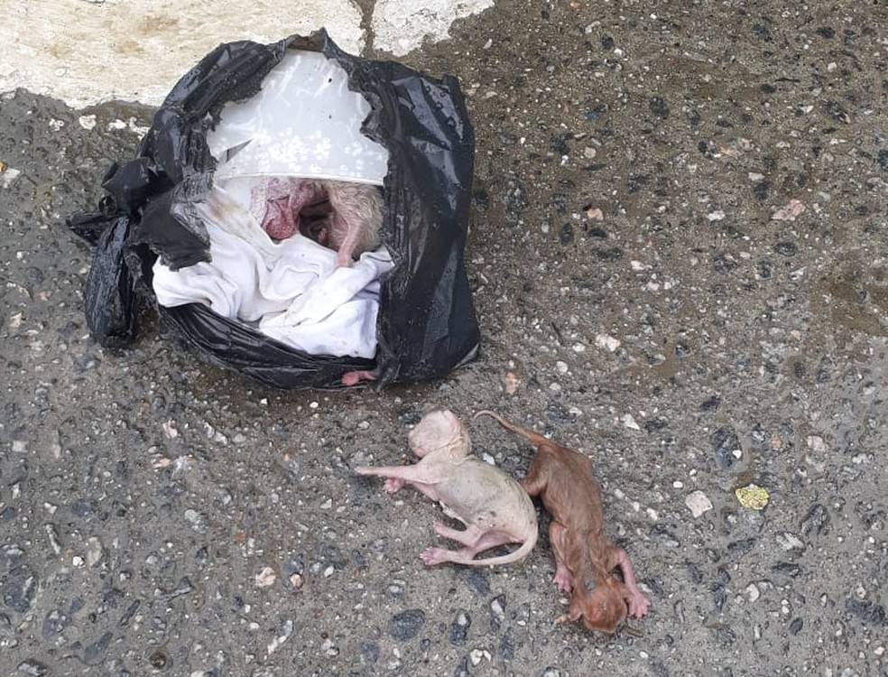 Gatinhos estavam em um saco de lixo no meio de uma cal&ccedil;ada em Guaruj&aacute; (SP) &mdash; Foto: Arquivo Pessoal