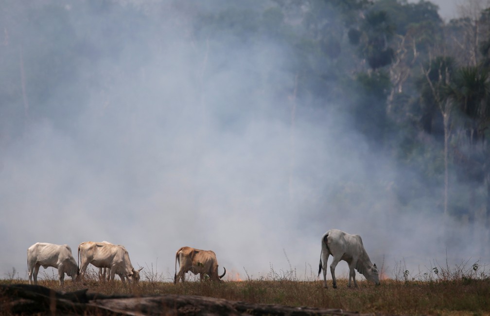 Gado pasta em meio à fumaça causada por um foco de queimada da Amazônia em Rio Pardo, Rondônia, em setembro de 2019. — Foto: Ricardo Moraes/Reuters