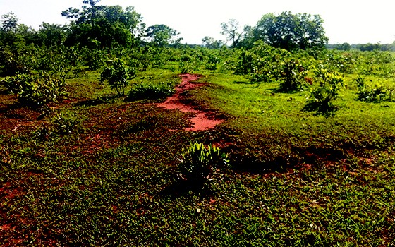 pasto degradado (Foto: Alex Melotto/Divulgação)