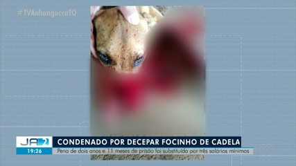 Homem é condenado a 2 anos e 11 meses por decepar focinho de cadela