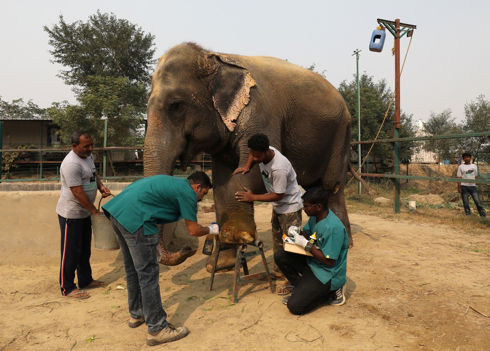 Hospital para elefantes é inaugurado na Ãndia â€” Foto: REUTERS/Anushree Fadnavis