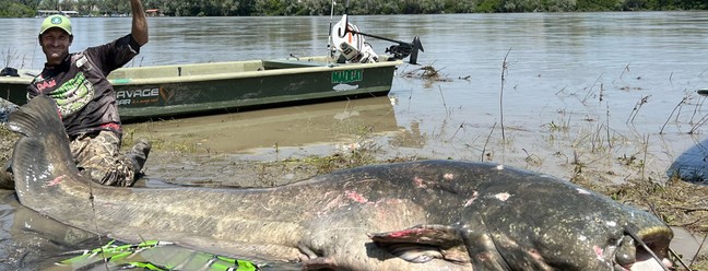 Pescador Alessandro Biancardi captura bagre gigante e bate recorde mundial, na Itália — Foto: Reprodução/Madcat