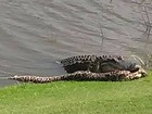 Golfista flagra duelo mortal entre jacaré e cobra enorme nos EUA