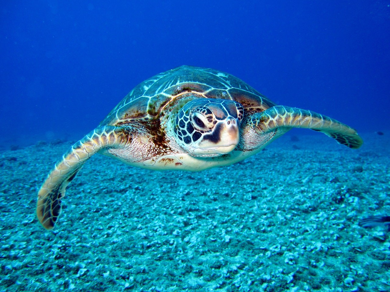 As tartarugas tem hábitos semi-aquáticos.Buscam alimentos na água, mas necessitam da terra para tomar banhos de sol, forrageamento e postura dos ovos (Foto: pexels/ richard-segal/ CreativeCommons)