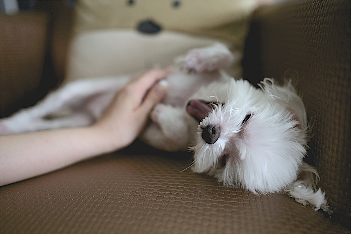 O comportamento dos pets pode se alterar na estação do calor, deixando-os mais quietos e com menos fome (Foto: Unplash/CreativeCommons/nomao saeki)