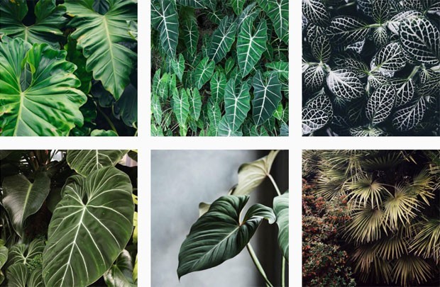 10 perfis no Instagram que todo aficionado por plantas precisa conhecer (Foto: reprodução)