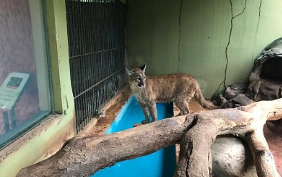 Suçuarana órfã foi transferida para o Zoo de Gyn após receber tratamento — Foto: Reprodução/Zoológico Goiânia