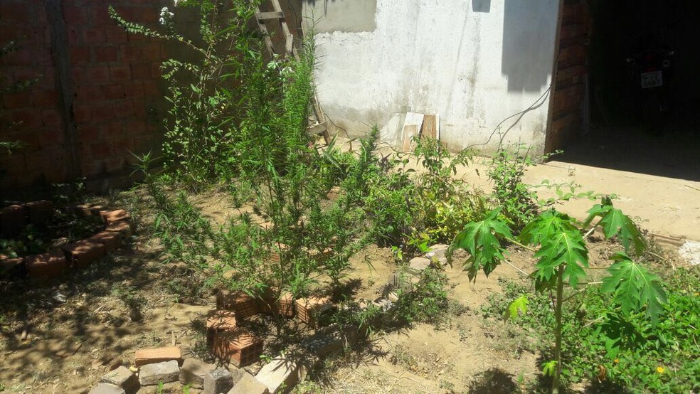 Droga era cultivada em uma residência  (Foto: Divulgação/Polícia Civil)