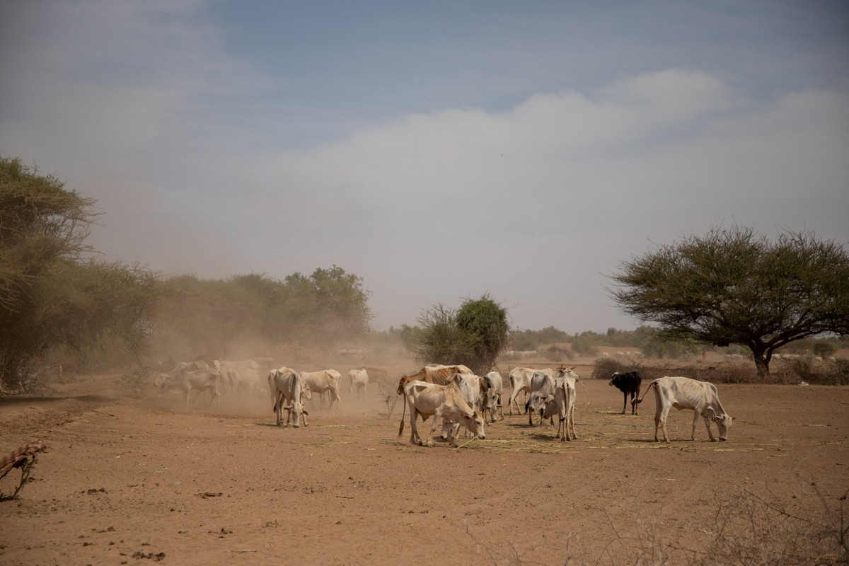 The United Nations says two million children are at risk of starvation in the Horn of Africa |  Globalism