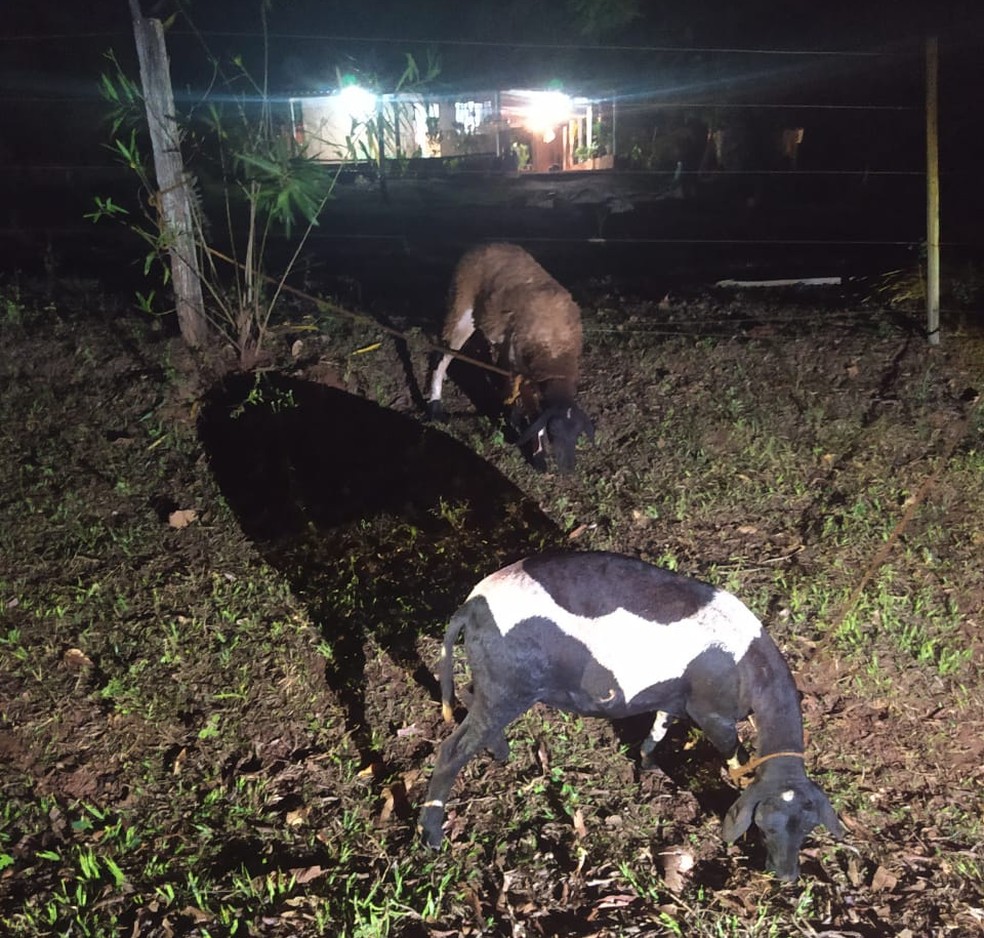 Suspeitos abandonaram carro com carneiros furtados de propriedade rural, em Teodoro Sampaio — Foto: Polícia Militar