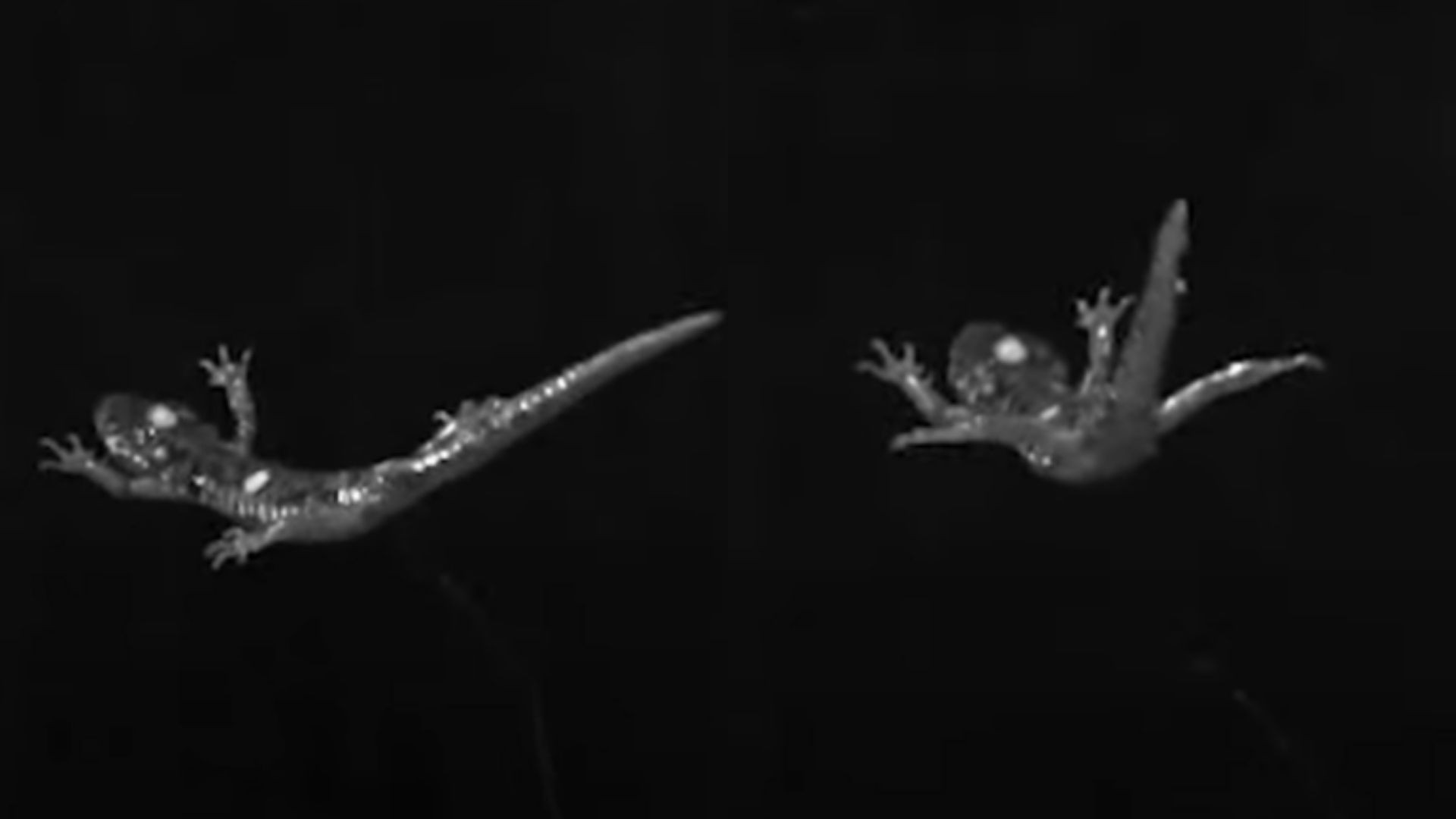 Salamandras com 'habilidades de paraquedismo' na Califórnia (EUA) (Foto: UC Berkeley/Reprodução/Youtube)