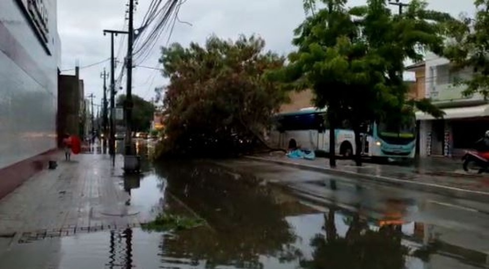 Árvore cai e bloqueia trecho da Avenida do Imperador, no Centro de Fortaleza. — Foto: Arquivo pessoal