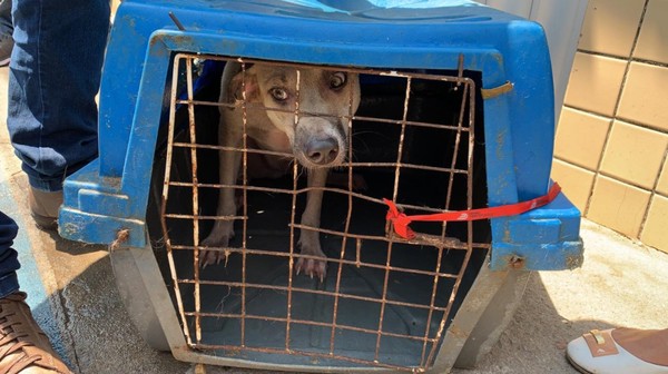Abrigo com 40 cachorros pega fogo e quatro animais morrem no Ceará