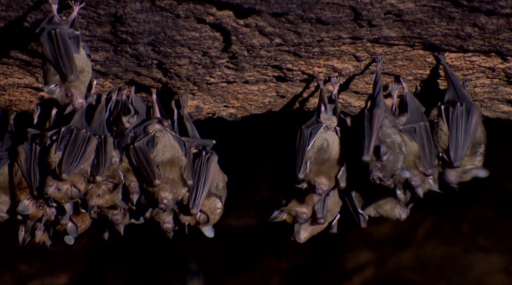 Variantes do vírus da raiva humana presentes em saguis são encontradas em morcegos no Ceará