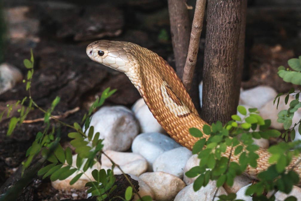 File:The Binocellate Cobra (Naja naja) 11.JPG - Wikimedia 
