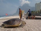 Tartaruga é encontrada morta na praia de São Conrado