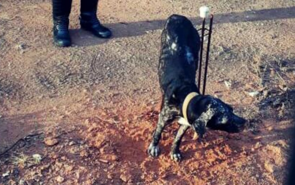 Bombeiros resgatam cachorro preso em armações de ferro em 