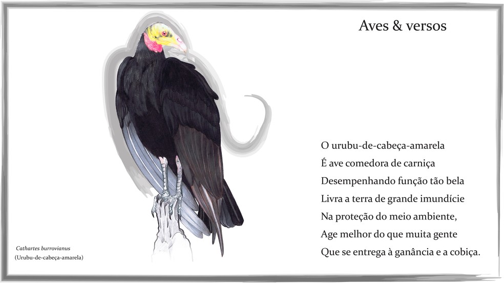 Espécies alvos de misticismos e de preconceitos também são expostas pelos versos e pelas ilustrações — Foto: Aves e Versos/Divulgação