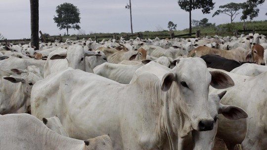 Arábia Saudita, Jordânia, Malásia e Palestina retiram embargo à carne bovina do Brasil