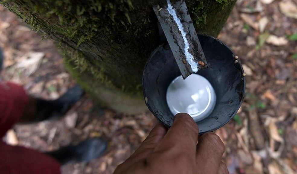 Toda borracha extraída no Acre é comprada por empresa francesa — Foto: SOS Amazônia