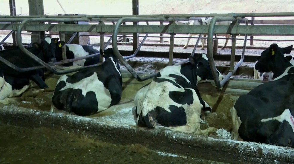 Produção de leite no Paraná — Foto: RPC/Reprodução