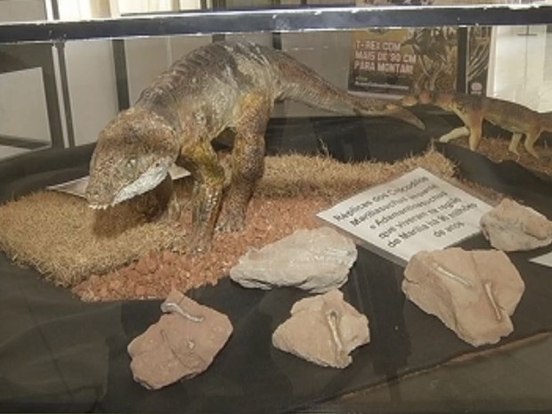 Museu de paleontologia completa 10 anos com novidades (Foto: Reprodução/TV TEM)