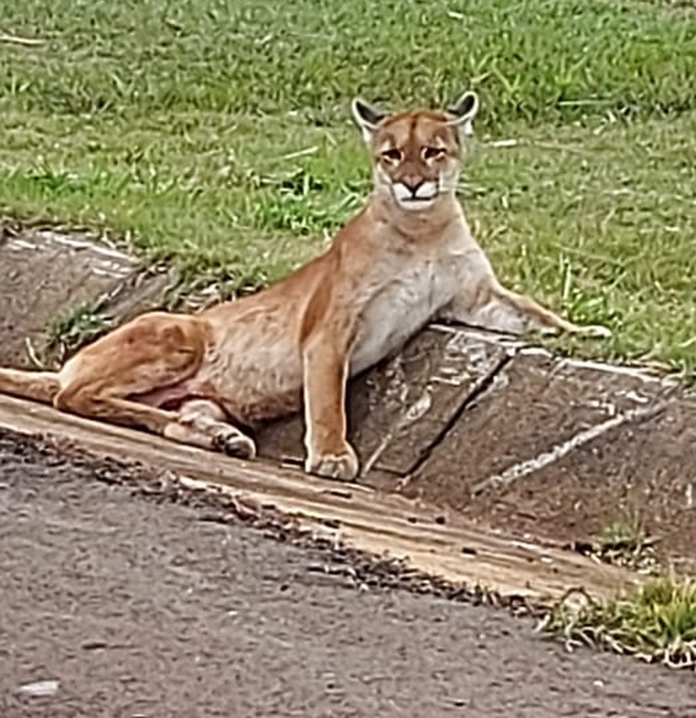 Onça-parda (Puma concolor) foi resgatada após atropelamento na Rodovia Raposo Tavares (SP-270), em Rancharia — Foto: Polícia Ambiental