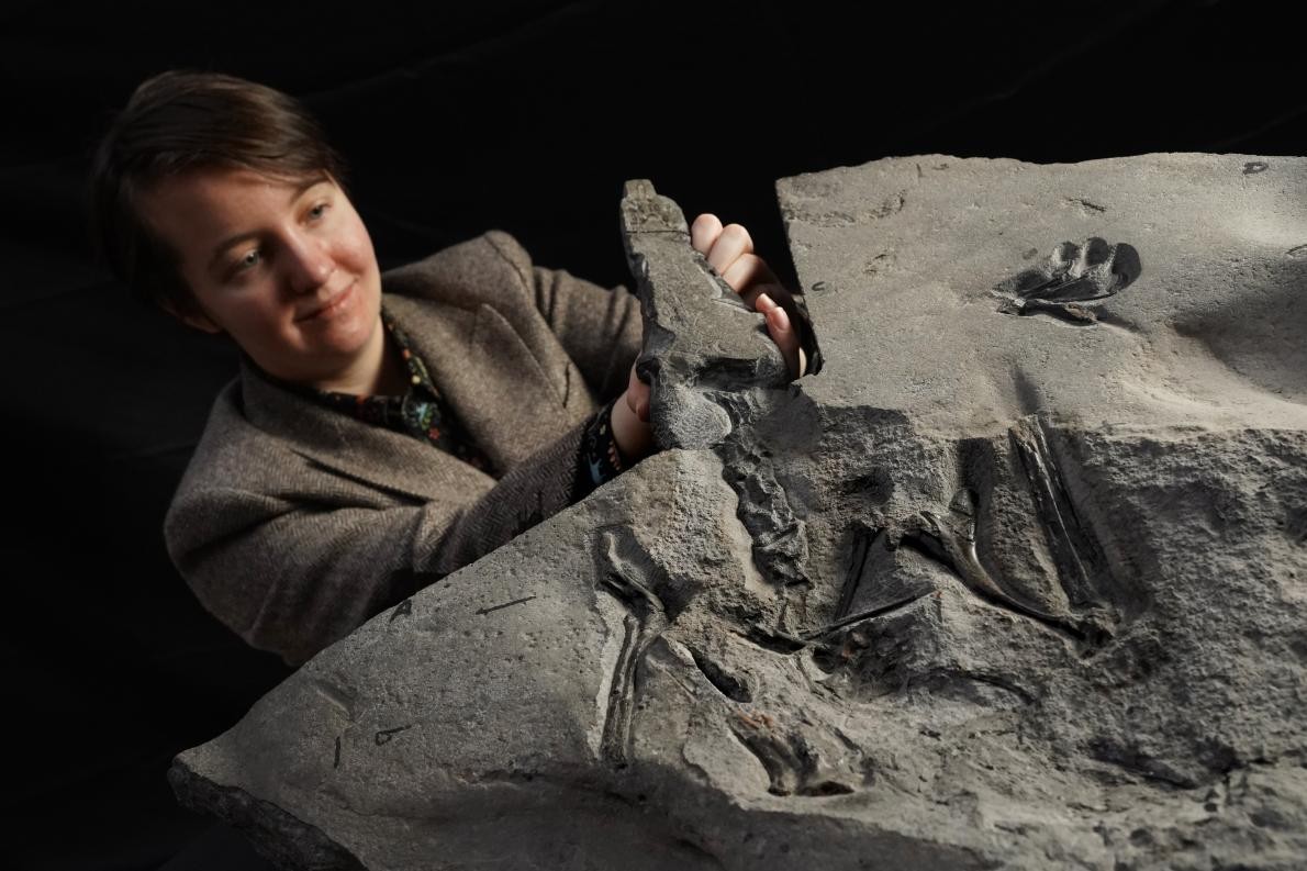 A estudante Natalia Jagielska com o fóssil de pterossauro Dearc sgiathanach  (Foto: Universidade de Edimburgo)
