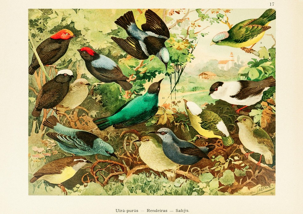 Algumas das aves mais coloridas da Amazônia. Além de diversas espécies de tangarás (família Pipridae), a ilustração também inclui quatro espécies de saí e a cambacica (família Thraupidae). — Foto: Ernesto Lohse/Arquivo Pessoal