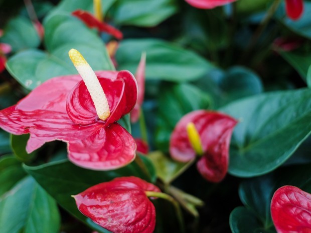 Plantas ornamentais venenosas: conheça 5 espécies tóxicas que exigem cuidados especiais (Foto: Getty Images)