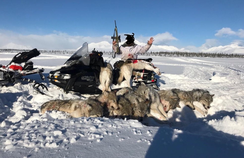 Animais foram mortos por caçador com rifle semiautomático AR15 em Denali, no Alasca (Foto: Public Employees for Environmental Reponsability (PEER))