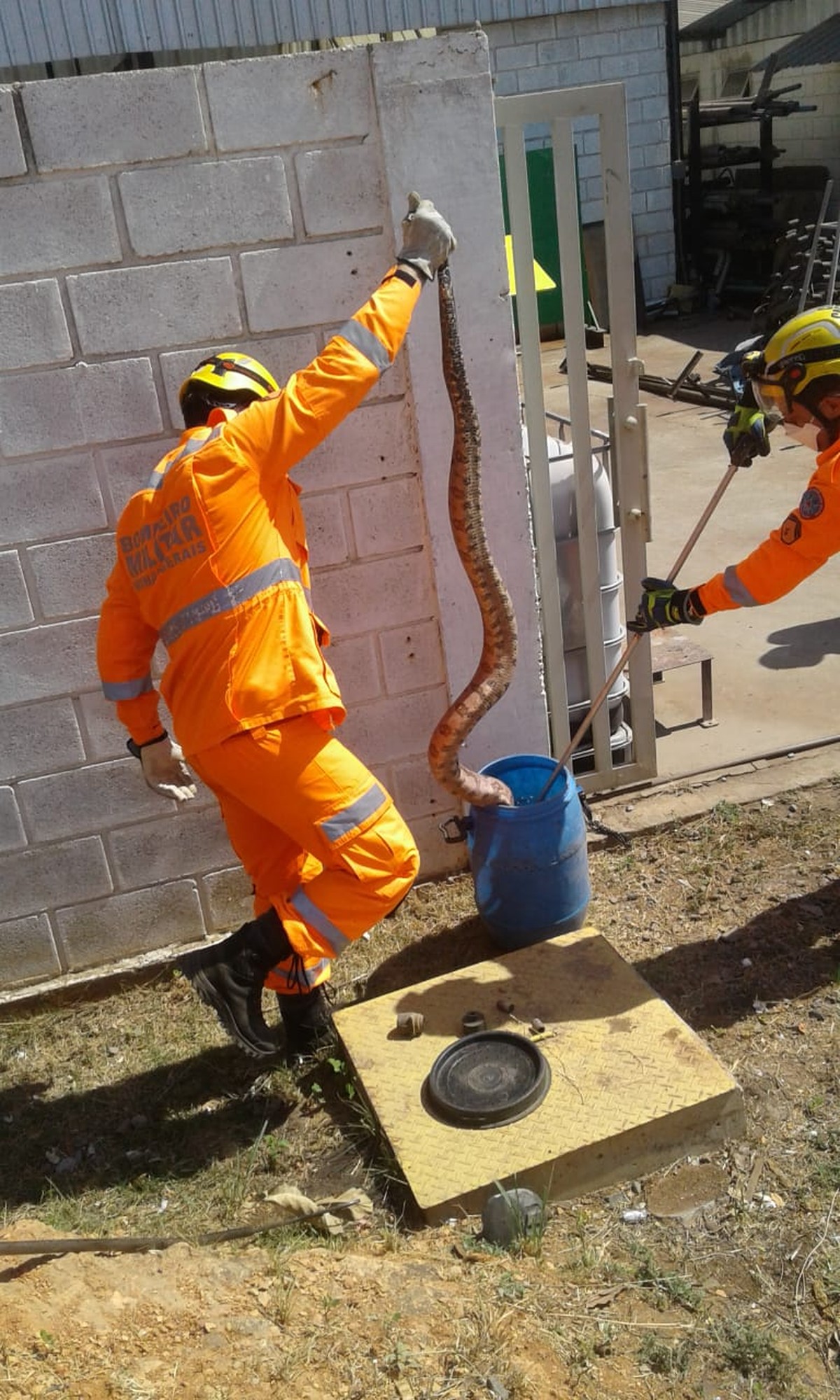 Duas cobras são capturadas pelos bombeiros em Montes Claros