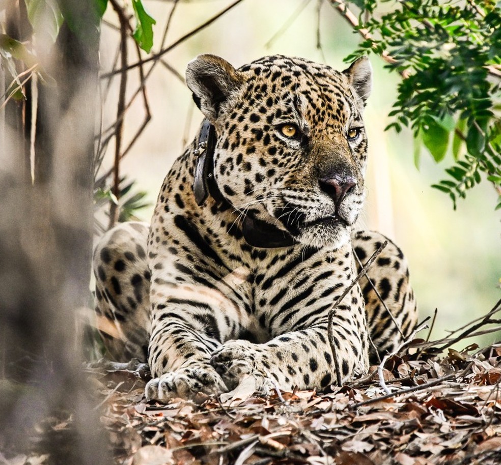 Onça-pintada está na lista de animais ameaçados de extinção — Foto: Marcelo Oliveira