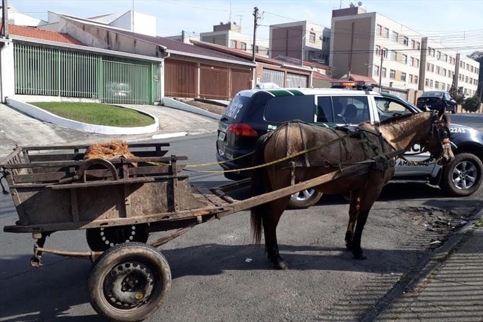 Prefeitura de Mat&atilde;o sanciona lei que pro&iacute;be uso de animais para condu&ccedil;&atilde;o de carga no munic&iacute;pio &mdash; Foto: Prefeitura de Curitiba/Divulga&ccedil;&atilde;o