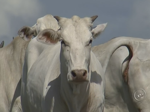 Propriedade na zona rural de Conchas registrou caso de raiva bovina (Foto: Reprodução/TV TEM) Propriedade na zona rural de Conchas registrou caso de raiva bovina (Foto: Reprodução/TV TEM)