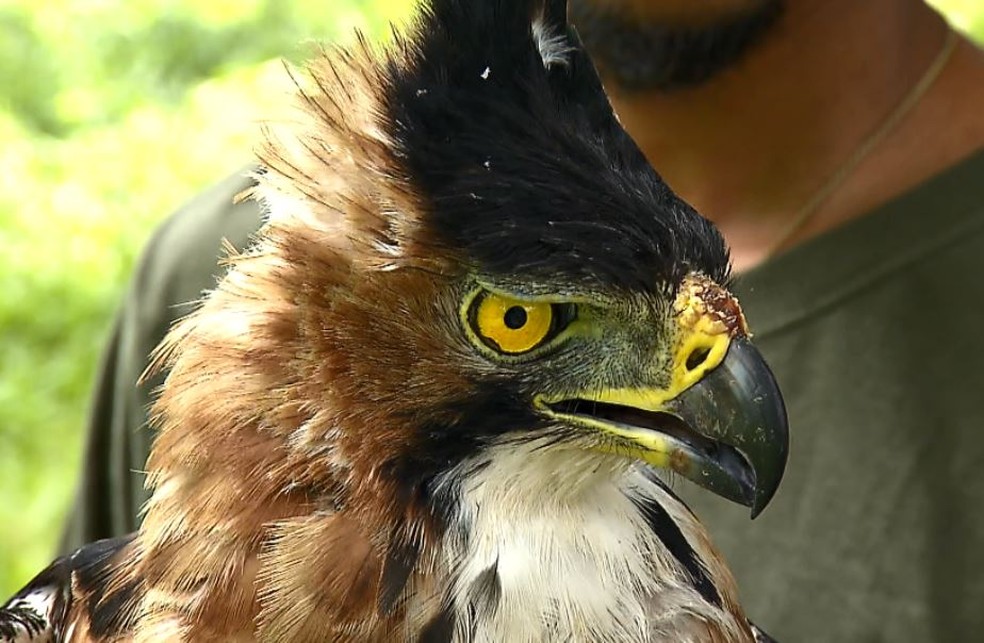 GaviÃ£o-de-penacho Ã© ave imponente que estÃ¡ ameaÃ§ada de extinÃ§Ã£o (Foto: Terra da Gente)