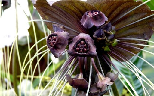 Flor-morcego: a planta mais desejada por colecionadores de todo o mundo -  Casa e Jardim | Plantas