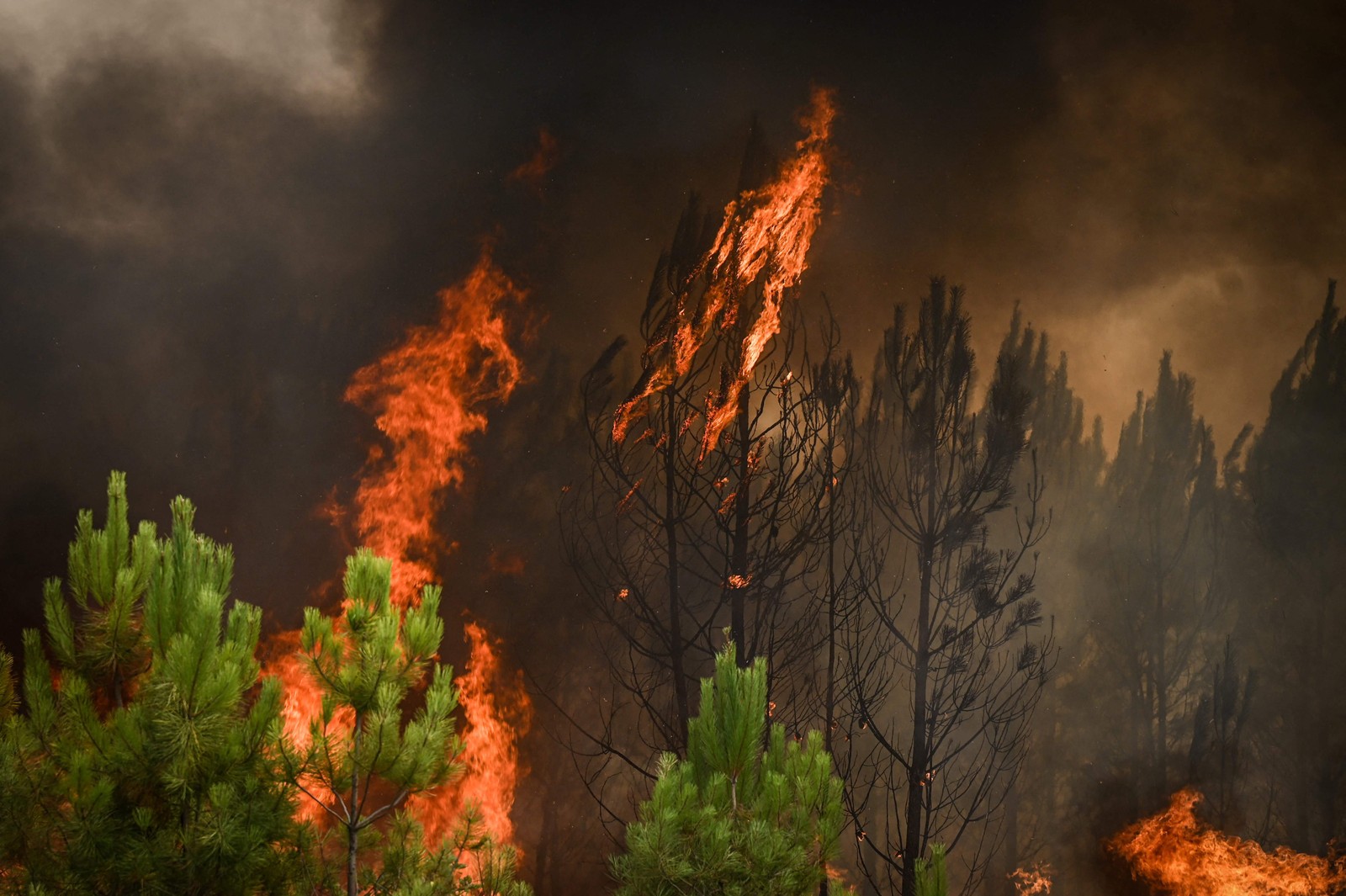 Floresta de pinheiros arde em chamas perto de Saint-Magne, sudoeste da França  — Foto: PHILIPPE LOPEZ / AFP
