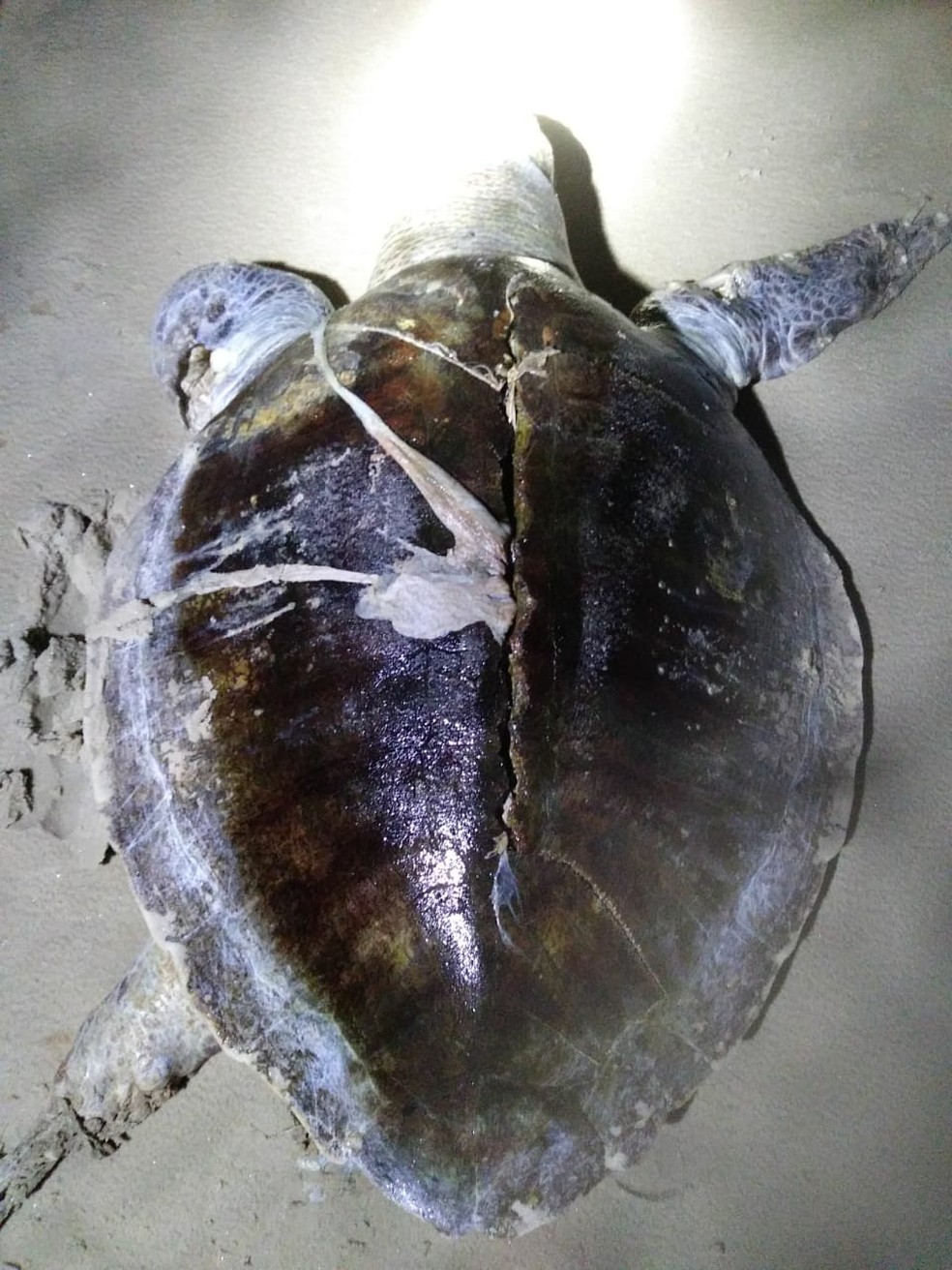 Seis tartarugas são encontradas mortas em praias no sul da Bahia — Foto: Foto: Projeto (A) MAR/ Divulgação 