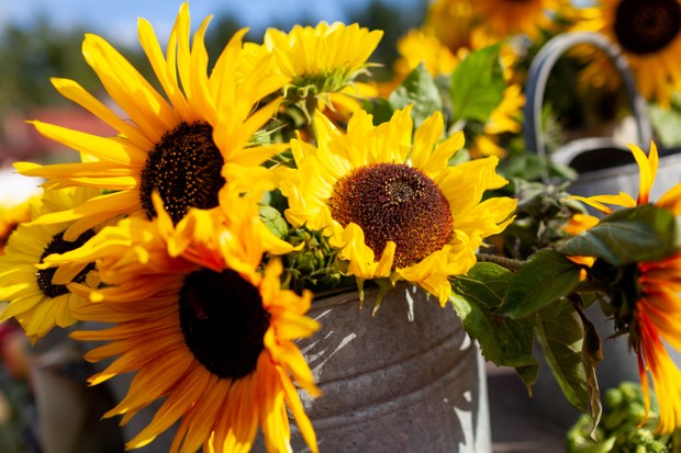 Tin container full of sunflowers (Foto: Getty Images)