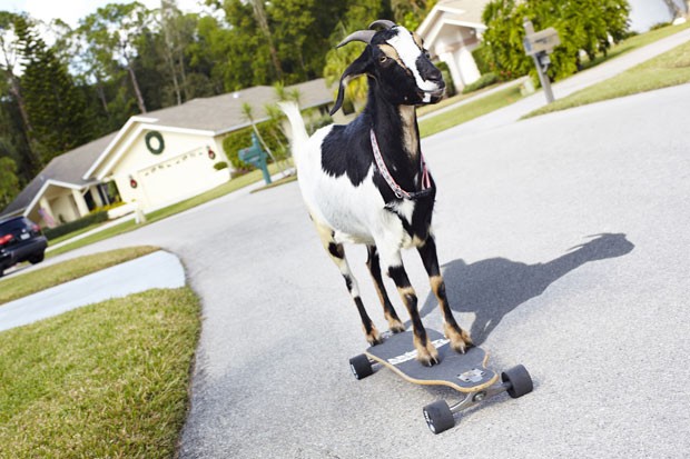 'Happie' entrou para o Guinness como a cabra que conseguiu andar a maior distância em skate (Foto: Guinness World Records/AFP)